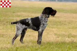 Lees meer over het artikel Duitse Draadhaar fokkers en pups in Noord-Brabant