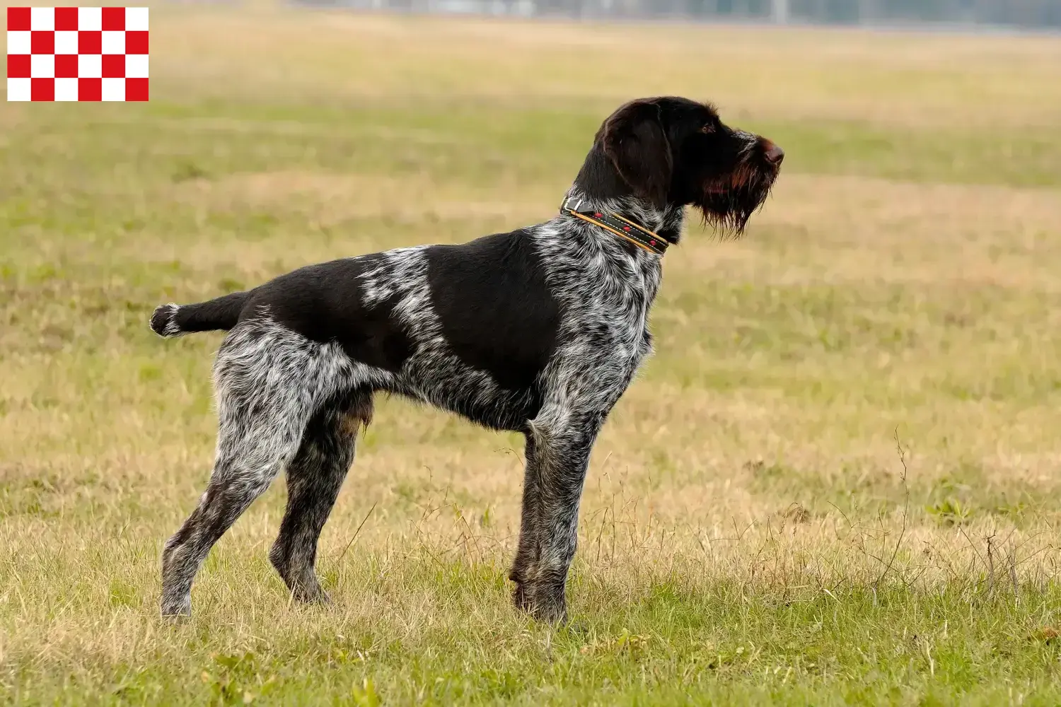 Duitse Drahthaar pups en fokkers Noord-Brabant Zoek naar fokkers van Deutsch Drahthaar in Noord-Brabant.