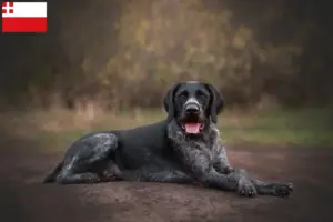 Lees meer over het artikel Duitse Drahthaar fokkers en pups in Utrecht