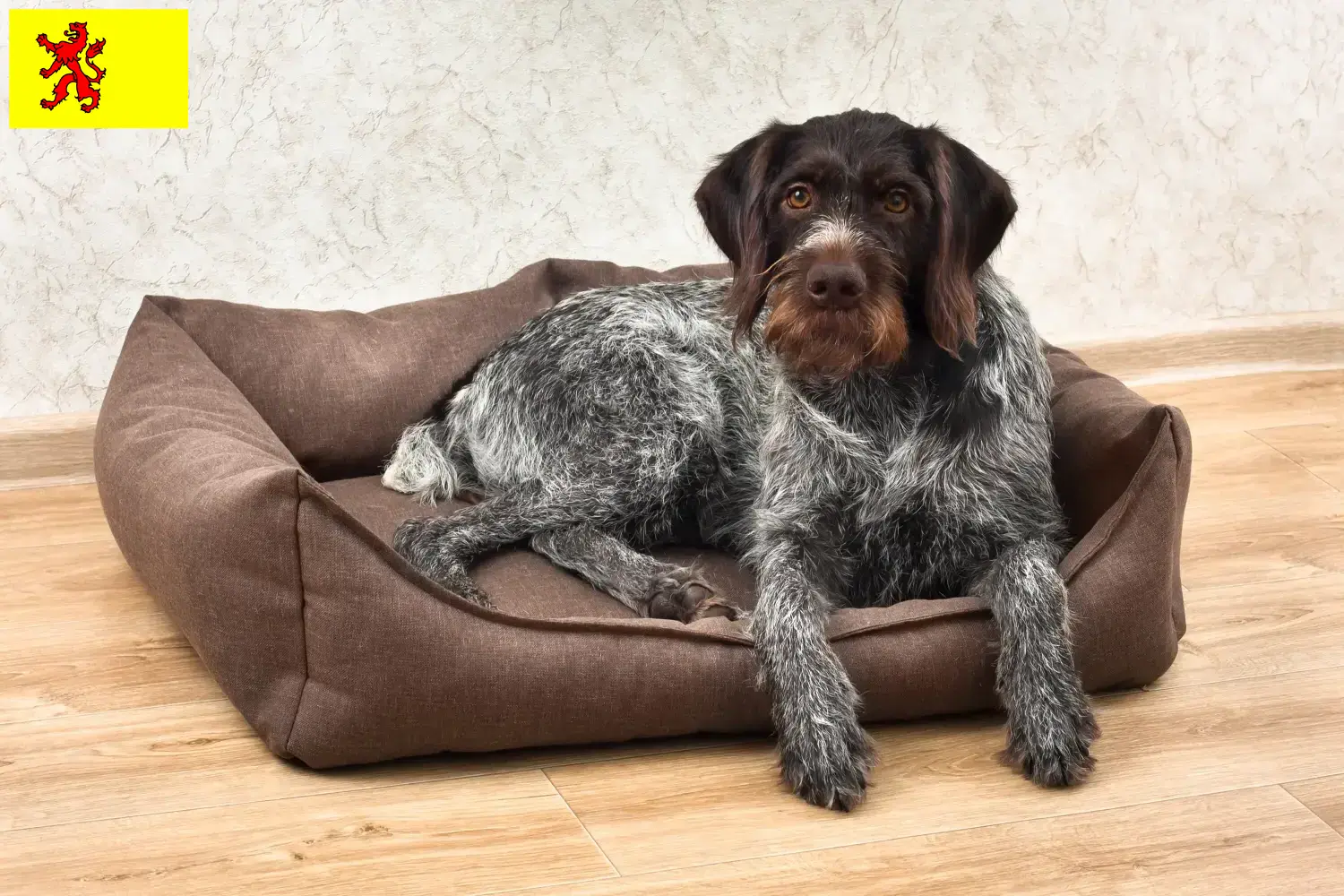 Lees meer over het artikel Duitse Drahthaar fokkers en pups in Zuid-Holland