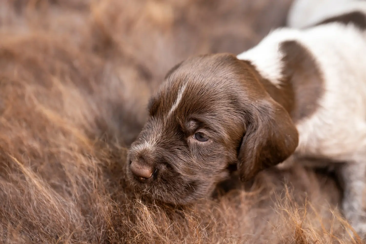 Een Duitse draadhaarpup kopen betekent verantwoordelijkheid nemen! Duitse ruwharige puppy's kopen.