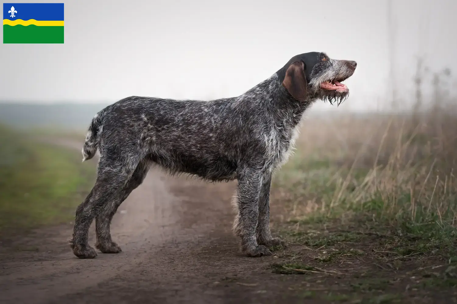 Lees meer over het artikel Duitse Draadhaar fokkers en pups in Flevoland
