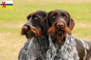 Lees meer over het artikel Duitse Drahthaar fokkers en pups in Limburg