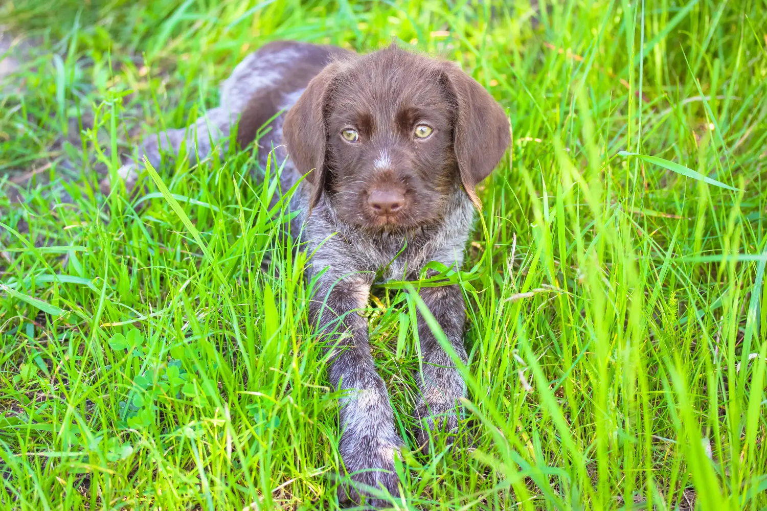 Een Duitse draadhaarpup kopen betekent verantwoordelijkheid nemen! Duitse ruwharige puppy's kopen.