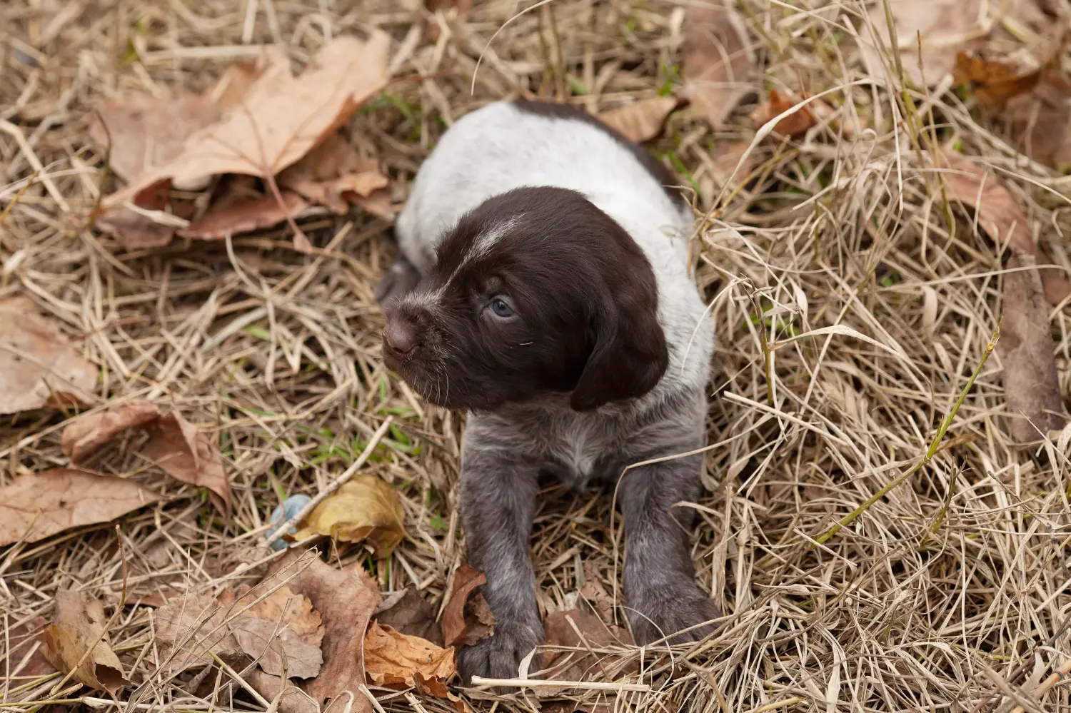Een Duitse draadhaarpup kopen betekent verantwoordelijkheid nemen! Duitse ruwharige puppy's kopen.