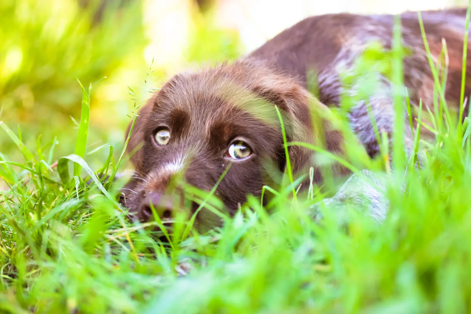 Een Duitse draadhaarpup kopen betekent verantwoordelijkheid nemen! Duitse ruwharige puppy's kopen.