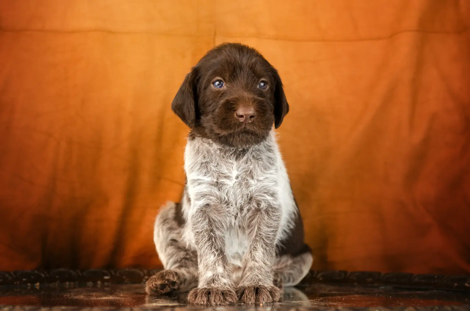 Een Duitse draadhaarpup kopen betekent verantwoordelijkheid nemen! Duitse ruwharige puppy's kopen.