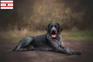 Lees meer over het artikel Duitse Drahthaar fokkers en pups in Drenthe