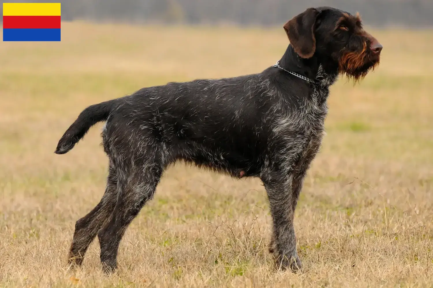 Lees meer over het artikel Duitse Drahthaar fokkers en pups in Noord-Holland