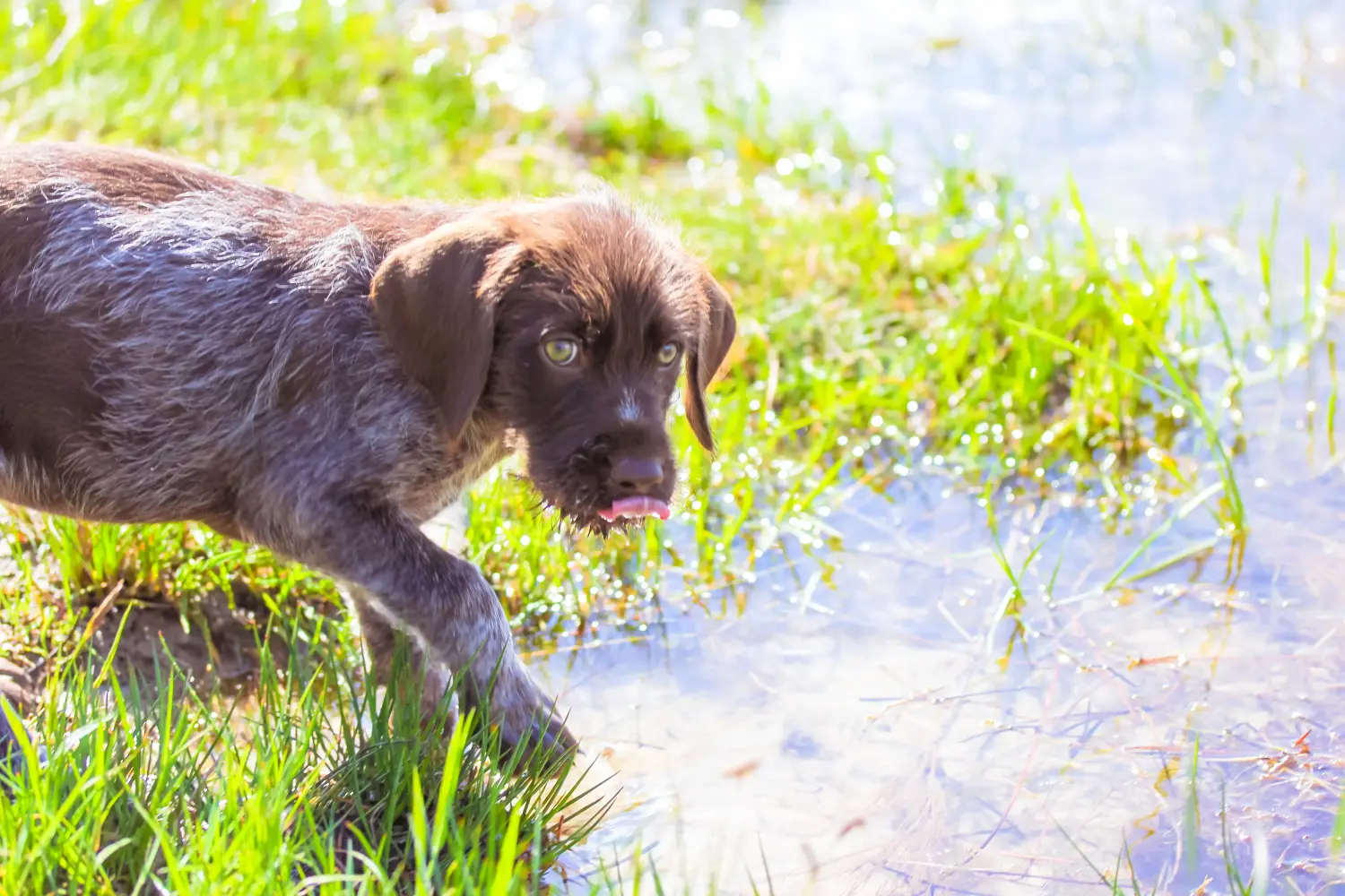 Een Duitse draadhaarpup kopen betekent verantwoordelijkheid nemen! Duitse ruwharige puppy's kopen.