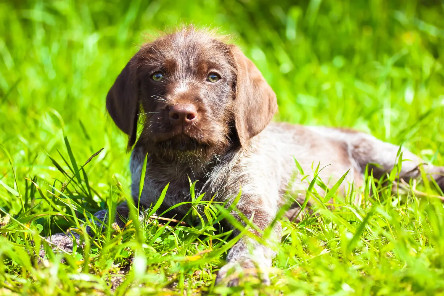 Een Duitse draadhaarpup kopen betekent verantwoordelijkheid nemen! Duitse ruwharige puppy's kopen.
