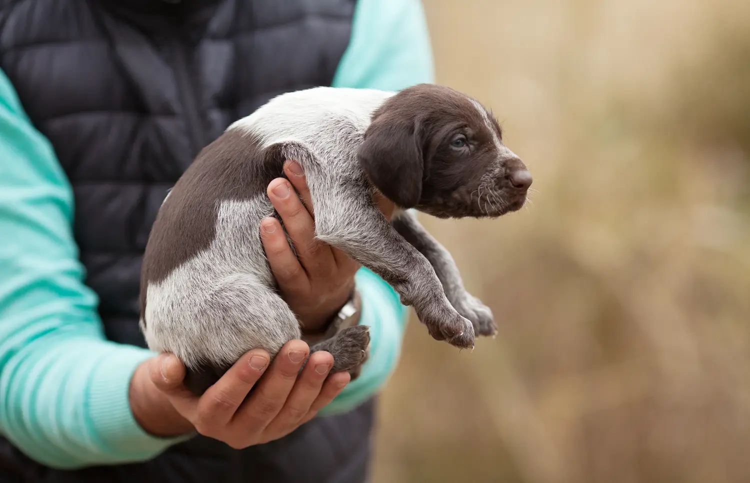 Een Duitse draadhaarpup kopen betekent verantwoordelijkheid nemen! Duitse ruwharige puppy's kopen.