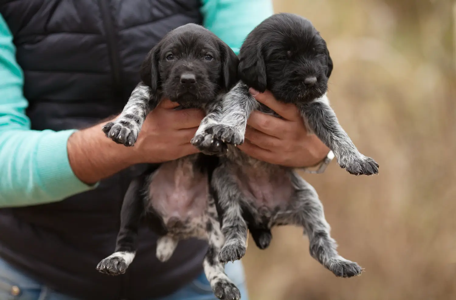 Een Duitse draadhaarpup kopen betekent verantwoordelijkheid nemen! Duitse ruwharige puppy's kopen.