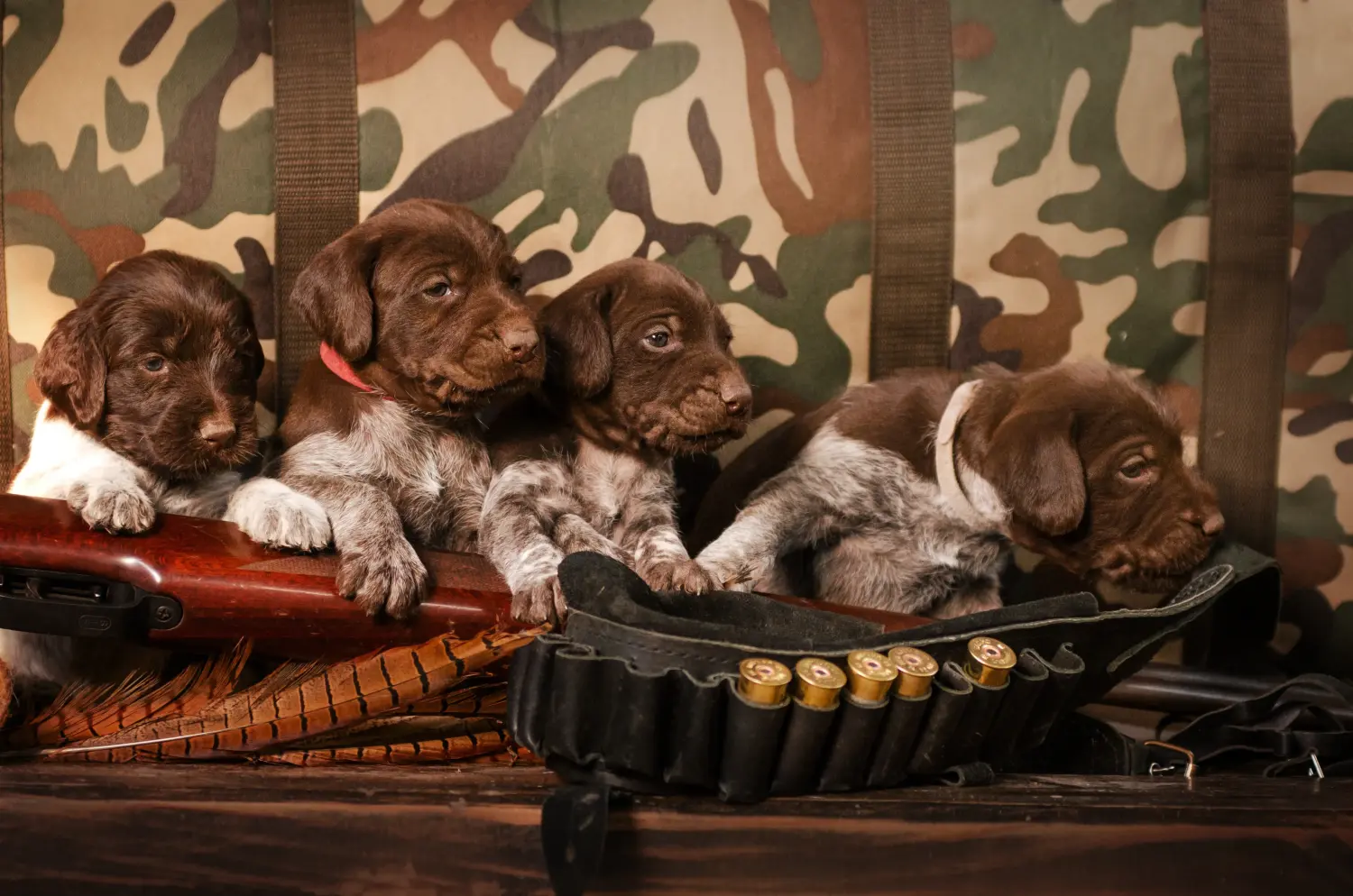 Een Duitse draadhaarpup kopen betekent verantwoordelijkheid nemen! Duitse ruwharige puppy's kopen.