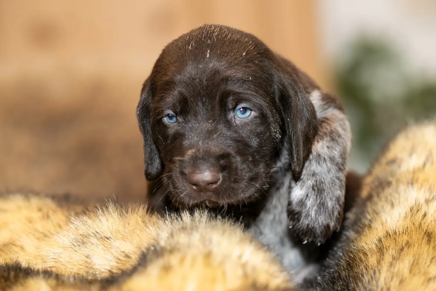 Een Duitse draadhaarpup kopen betekent verantwoordelijkheid nemen! Duitse ruwharige puppy's kopen.
