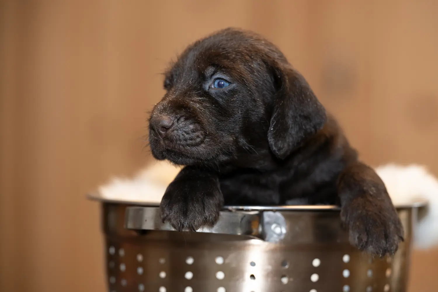 Een Duitse draadhaarpup kopen betekent verantwoordelijkheid nemen! Duitse ruwharige puppy's kopen.