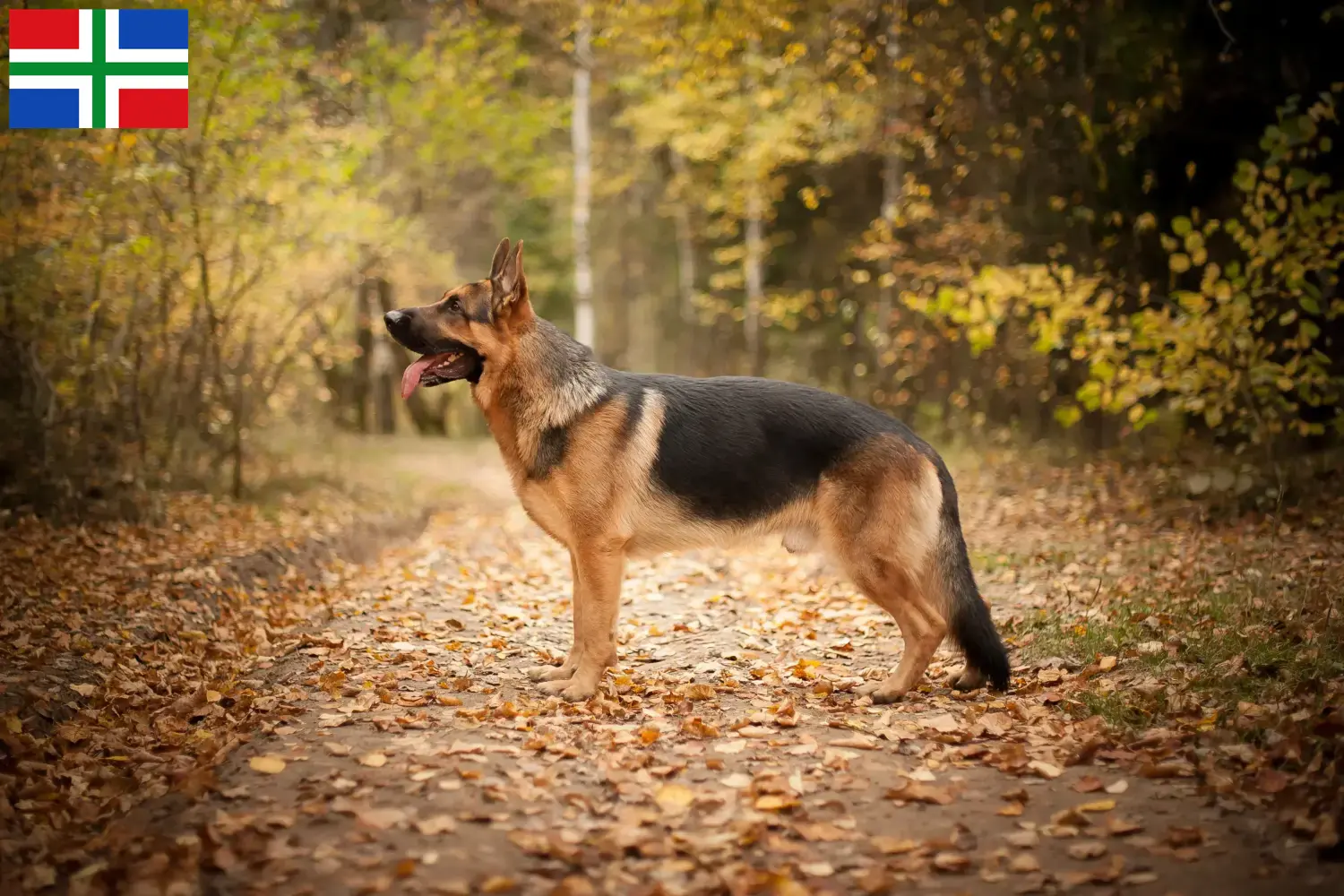 Duitse Herder puppy's en fokkers Groningen Hier vind je Duitse Herdershondenfokkers in Groningen.