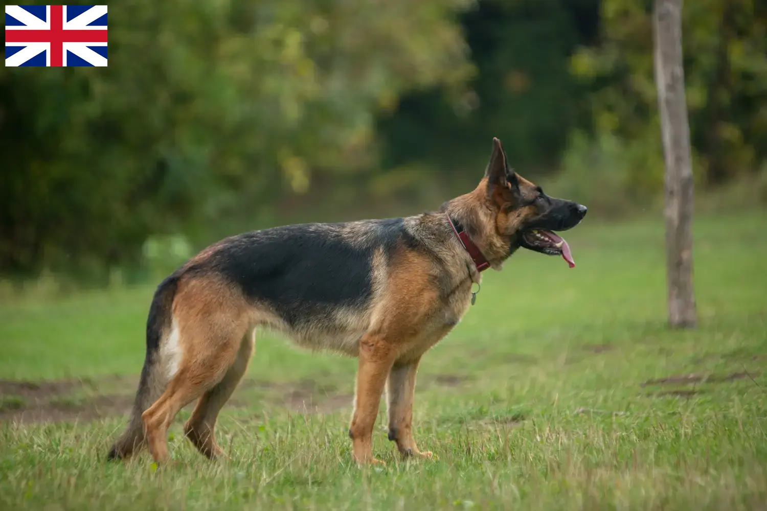 Duitse Herder puppy's en fokkers Groot-Brittannië Hier vind je fokkers van Duitse Herdershonden in Groot-Brittannië.