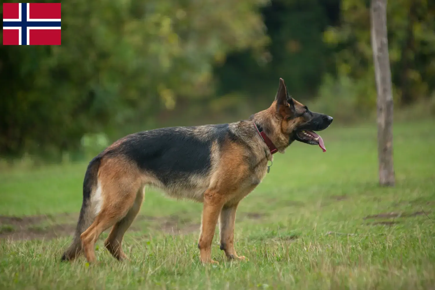 Duitse Herder Puppies en Fokker Noorwegen Hier vind je fokkers van Duitse Herdershonden in Noorwegen.