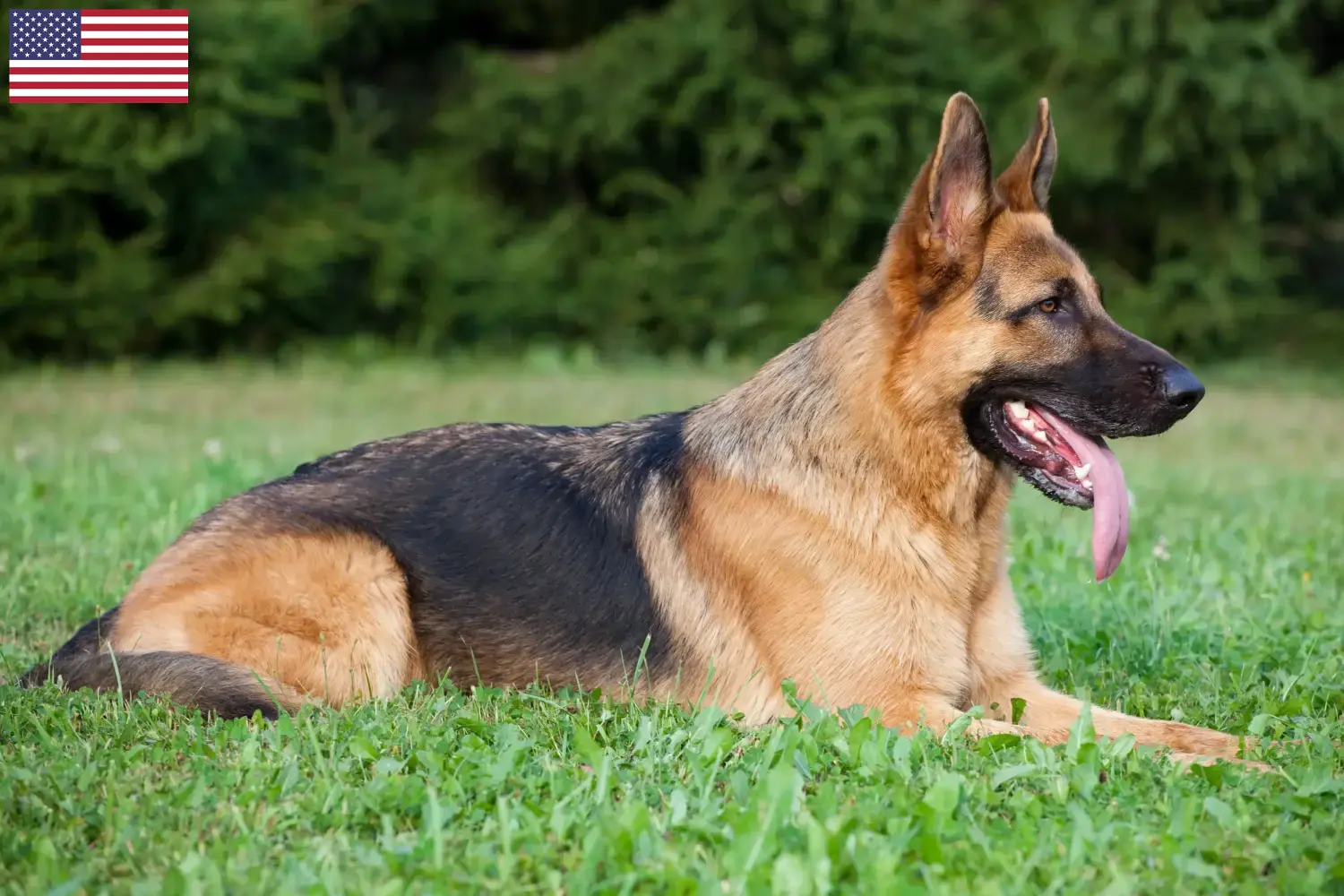 Duitse Herder Puppies en Fokker USA Hier kun je fokkers van Duitse Herdershonden in de VS vinden.