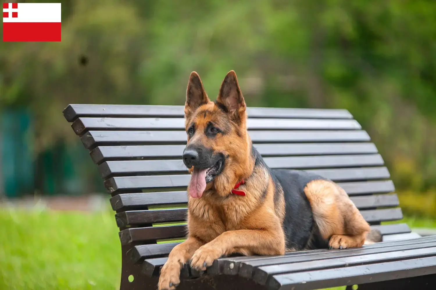 Duitse Herder puppy's en fokkers Utrecht Zoek Duitse Herdershondenfokkers in Utrecht.