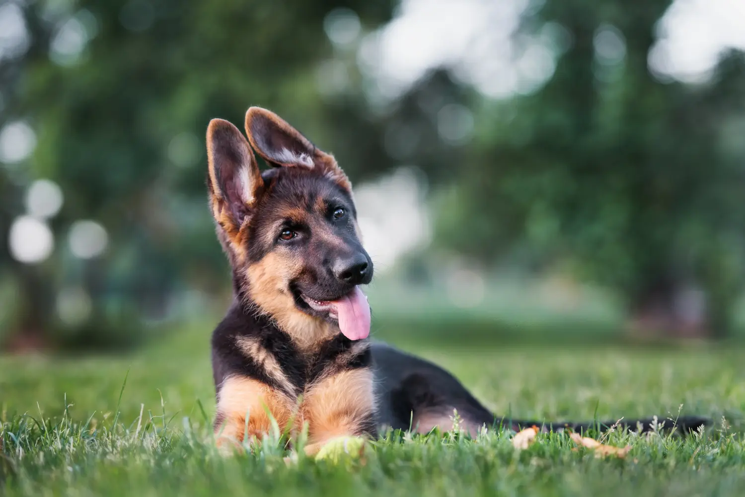 Een Duitse herder puppy kopen betekent verantwoordelijkheid nemen! Duitse herder puppy's kopen.