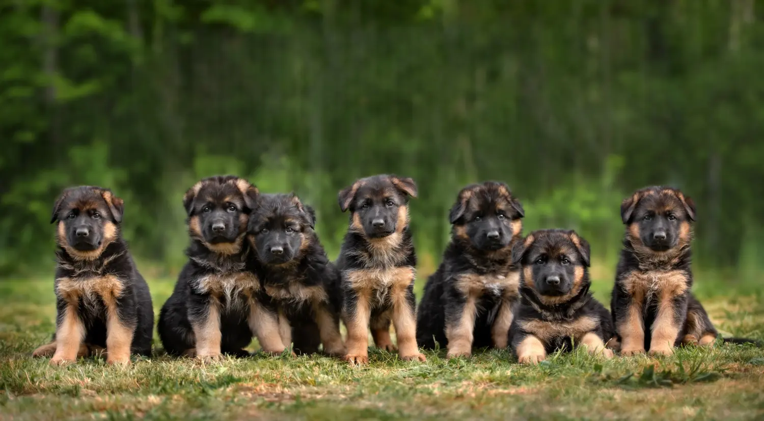 Een Duitse herder puppy kopen betekent verantwoordelijkheid nemen! Duitse herder puppy's kopen.