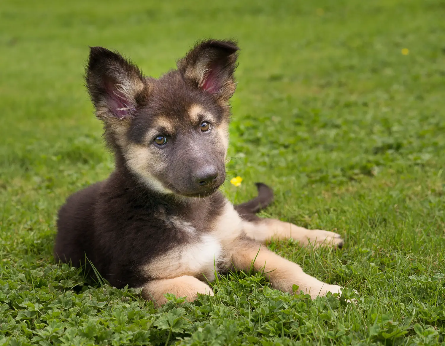 Een Duitse herder puppy kopen betekent verantwoordelijkheid nemen! Duitse herder puppy's kopen.