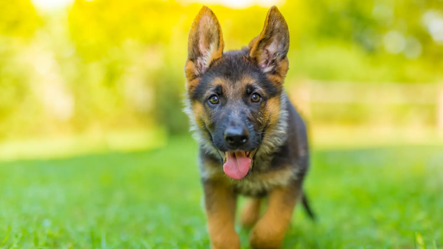 Een Duitse herder puppy kopen betekent verantwoordelijkheid nemen! Duitse herder puppy's kopen.