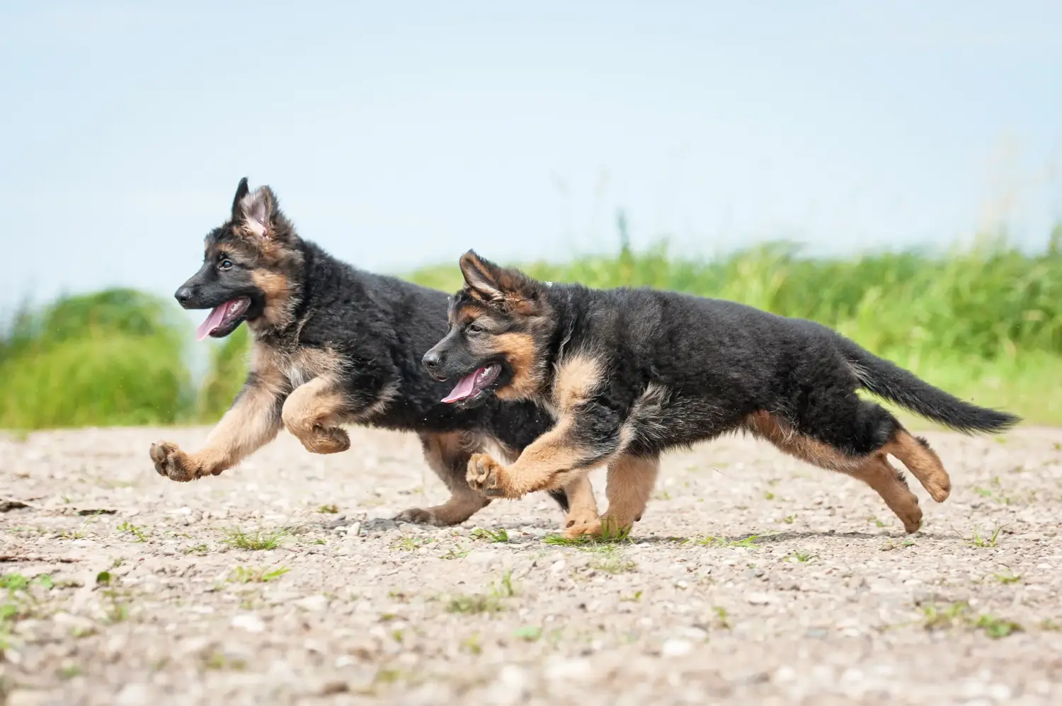 Een Duitse herder puppy kopen betekent verantwoordelijkheid nemen! Duitse herder puppy's kopen.