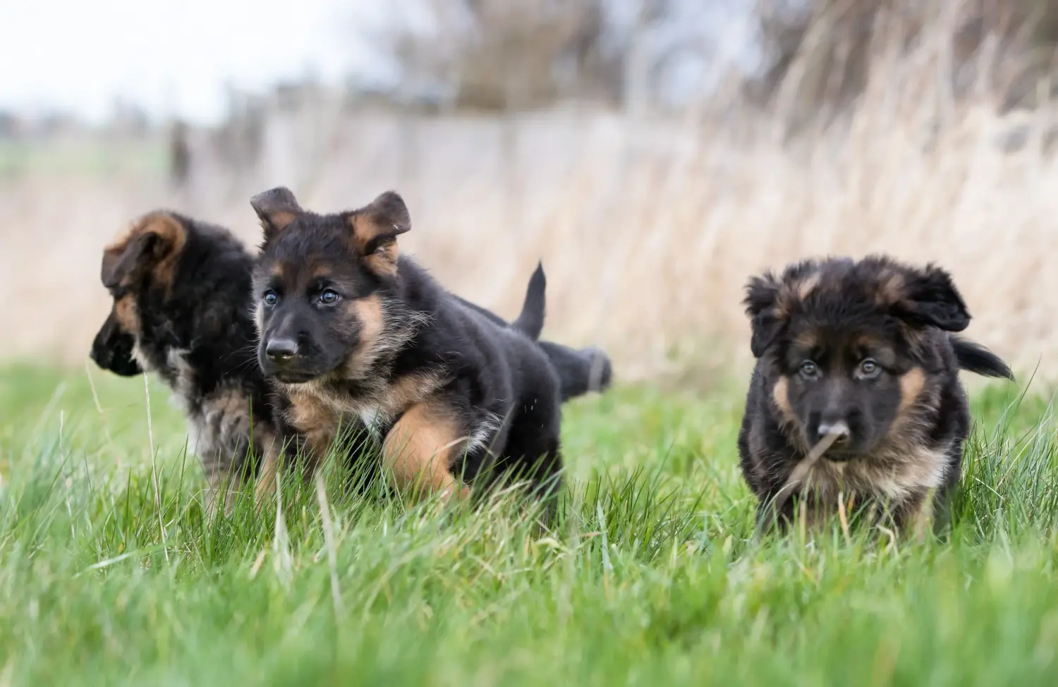 Een Duitse herder puppy kopen betekent verantwoordelijkheid nemen! Duitse herder puppy's kopen.