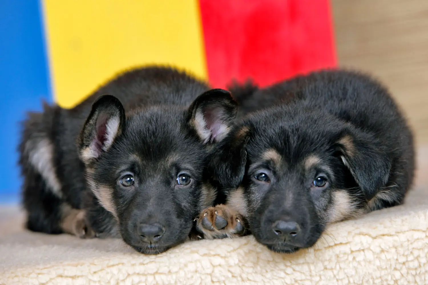 Een Duitse herder puppy kopen betekent verantwoordelijkheid nemen! Duitse herder puppy's kopen.