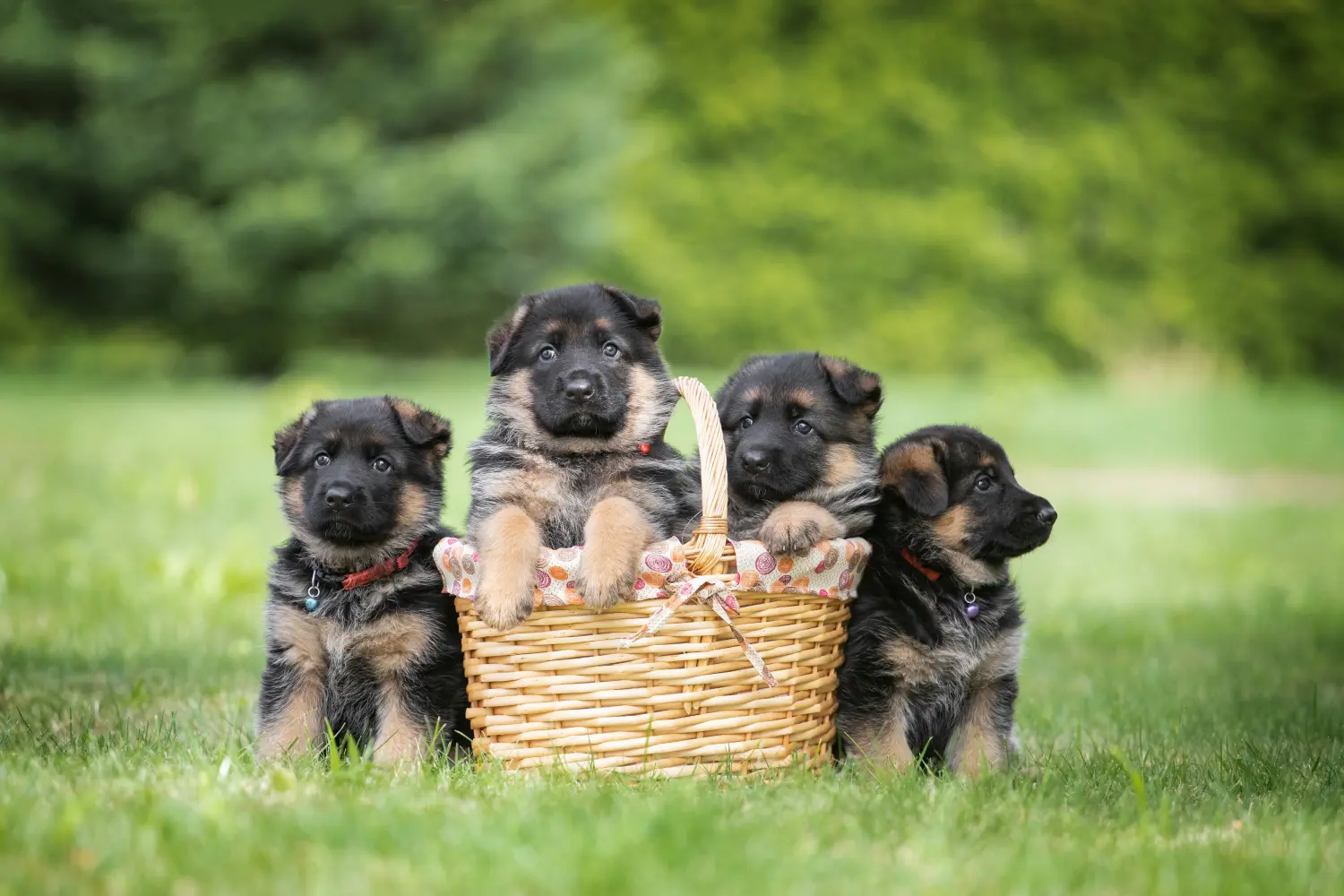 Een Duitse herder puppy kopen betekent verantwoordelijkheid nemen! Duitse herder puppy's kopen.