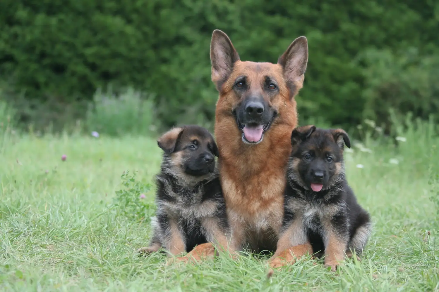 Een Duitse herder puppy kopen betekent verantwoordelijkheid nemen! Duitse herder puppy's kopen.