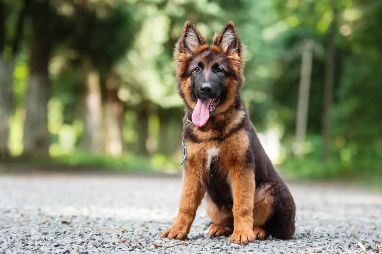 Een Duitse herder puppy kopen betekent verantwoordelijkheid nemen! Duitse herder puppy's kopen.