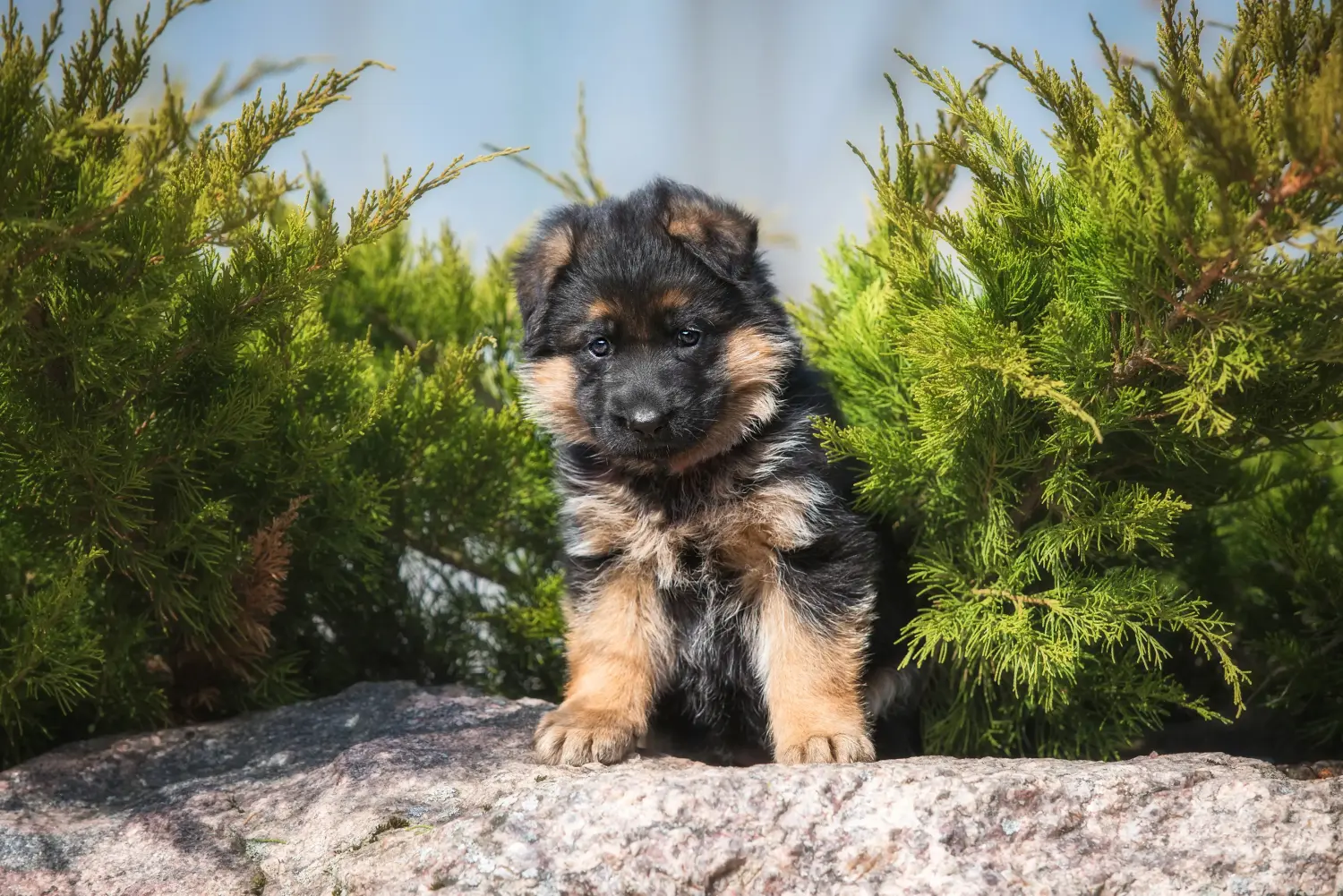 Een Duitse herder puppy kopen betekent verantwoordelijkheid nemen! Duitse herder puppy's kopen.
