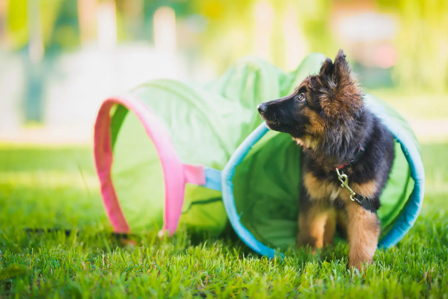 Een Duitse herder puppy kopen betekent verantwoordelijkheid nemen! Duitse herder puppy's kopen.