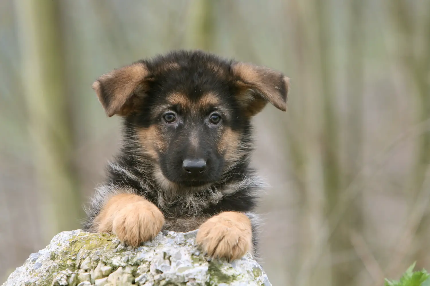 Een Duitse herder puppy kopen betekent verantwoordelijkheid nemen! Duitse herder puppy's kopen.
