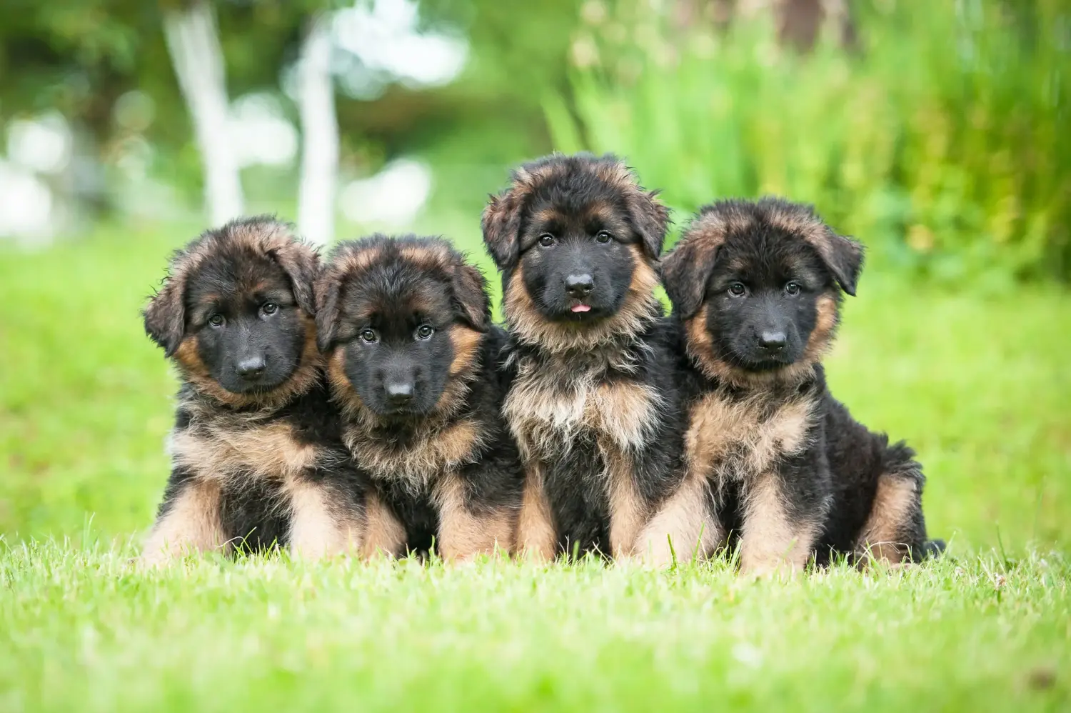 Een Duitse herder puppy kopen betekent verantwoordelijkheid nemen! Duitse herder puppy's kopen.