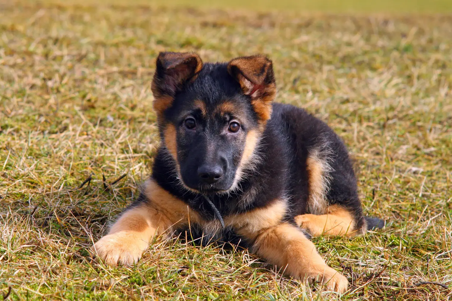 Een Duitse herder puppy kopen betekent verantwoordelijkheid nemen! Duitse herder puppy's kopen.