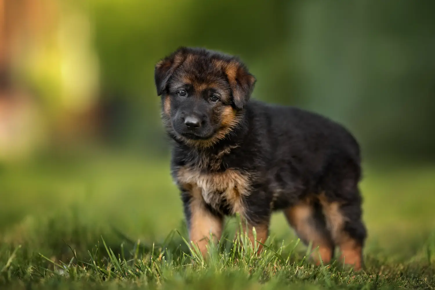 Een Duitse herder puppy kopen betekent verantwoordelijkheid nemen! Duitse herder puppy's kopen.