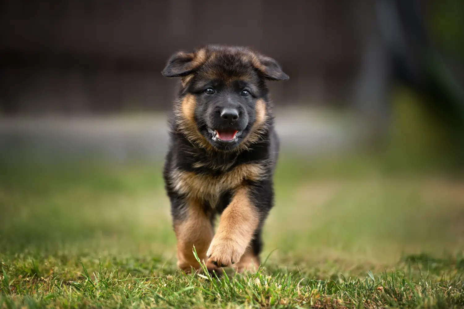 Een Duitse herder puppy kopen betekent verantwoordelijkheid nemen! Duitse herder puppy's kopen.