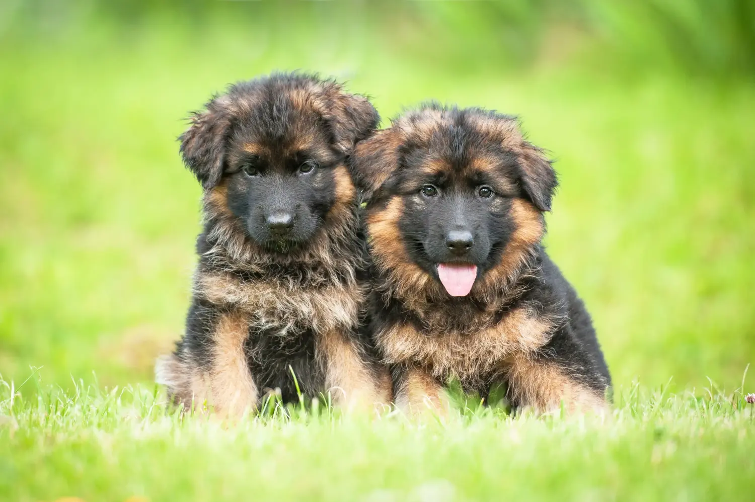 Een Duitse herder puppy kopen betekent verantwoordelijkheid nemen! Duitse herder puppy's kopen.