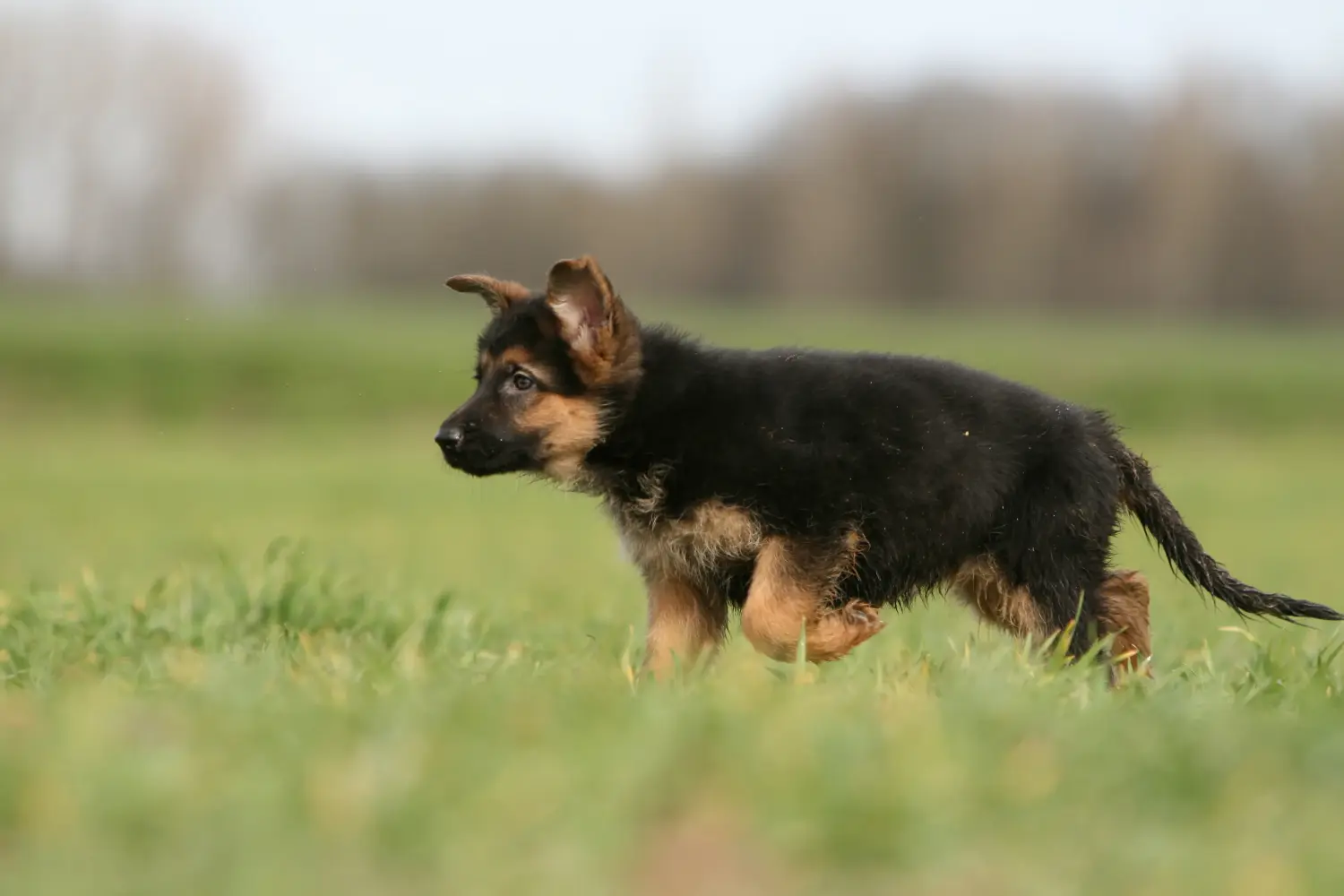Een Duitse herder puppy kopen betekent verantwoordelijkheid nemen! Duitse herder puppy's kopen.