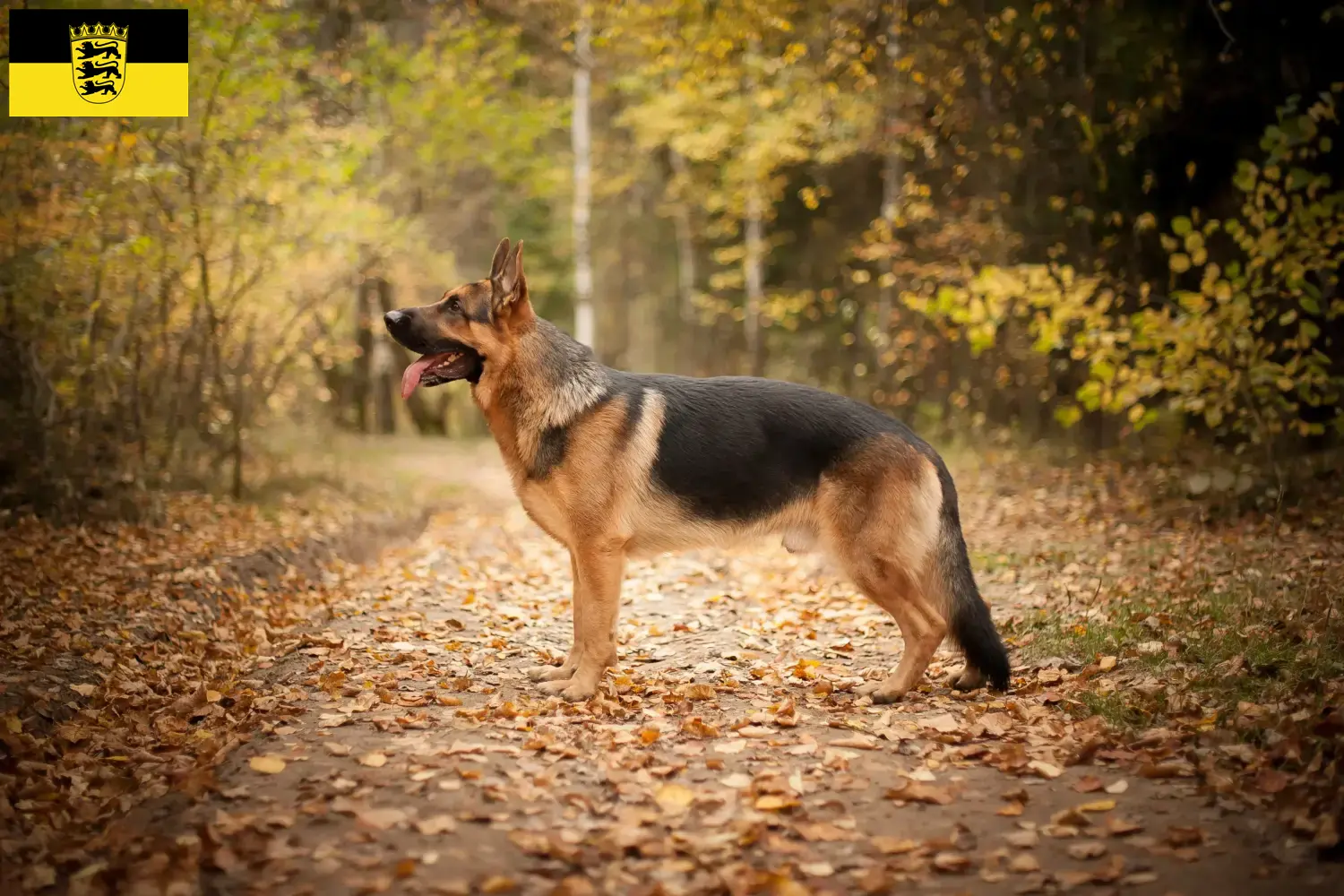 Duitse Herder Puppies en Fokker Baden-Württemberg Hier vind je fokkers van Duitse Herdershonden in Baden-Württemberg.