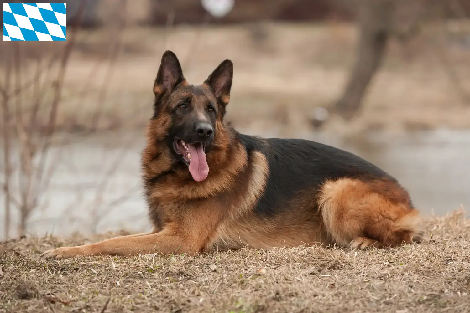 Duitse Herder Puppies en Fokker Beieren Hier vind je fokkers van Duitse Herdershonden in Beieren.