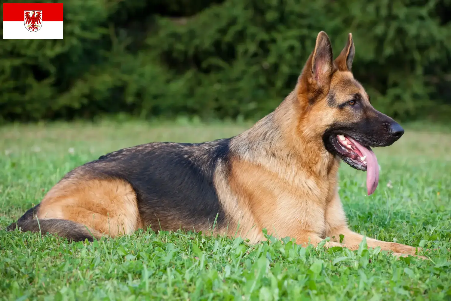 Duitse Herder Puppies en Fokker Brandenburg Hier vind je fokkers van Duitse Herdershonden in Brandenburg.