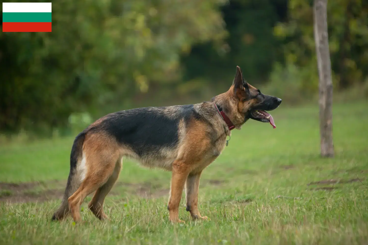 Duitse Herder Puppies en Fokker Bulgarije Hier vind je fokkers van Duitse Herdershonden in Bulgarije.