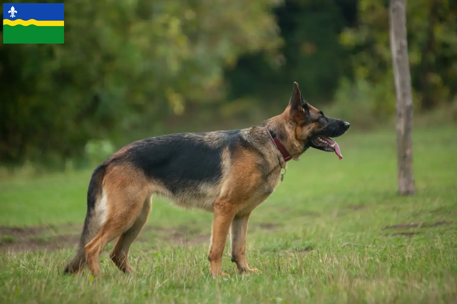 Duitse Herder Puppies en Fokker Flevoland Zoek Duitse Herdershondenfokkers in Flevoland.