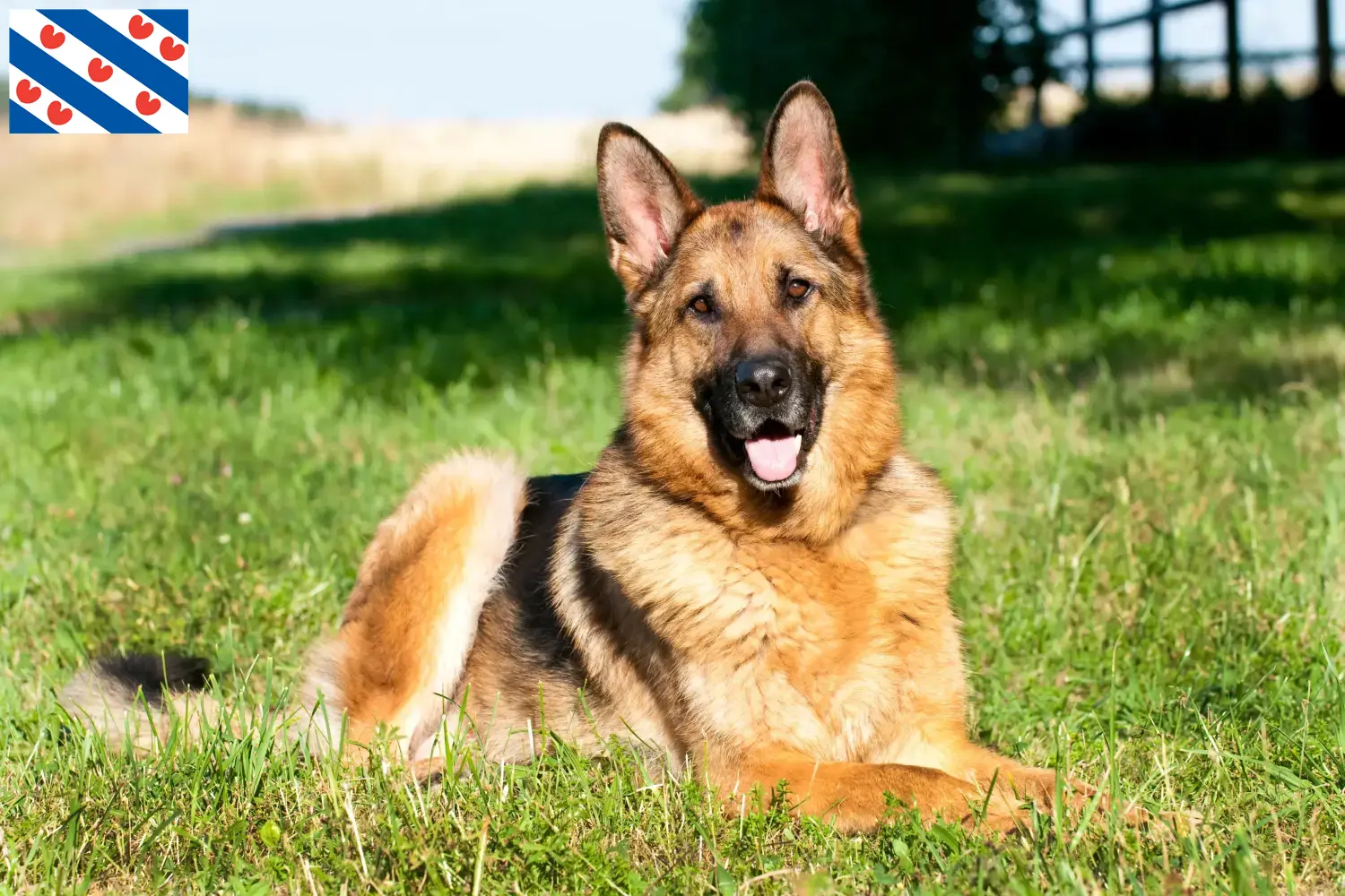 Duitse Herder Puppies en Fokker Friesland Hier vind je Duitse Herdershondenfokkers in Friesland.